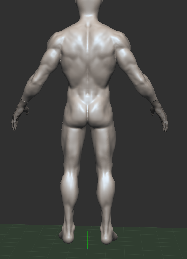 Anatomy study back